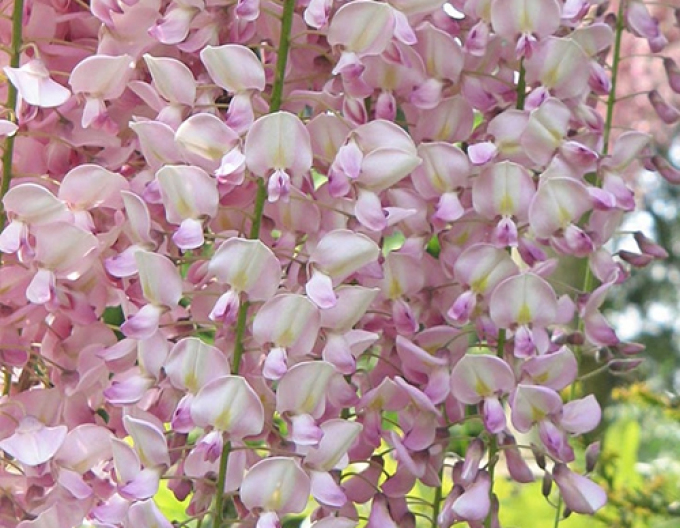 Vistéria kvetnatá  ’Rosea’