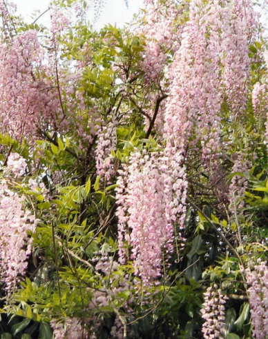 Vistéria kvetnatá  ’Rosea’