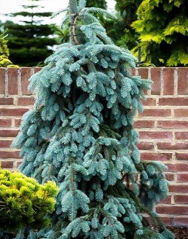 Smrek biely ´The Blues´