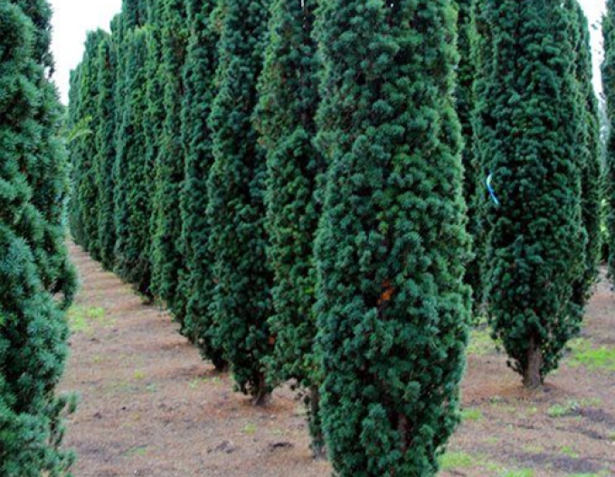 Tis obyčajný stĺpovitý ‘Fastigiata Robusta‘