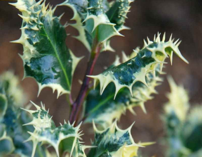 Cezmína ostrolistá ´Ferox Argentea´
