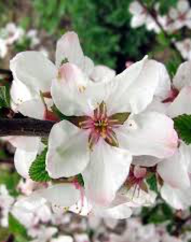 Višňa plstnatá 5l