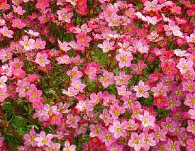 Lomikameň ’Rose Shades’