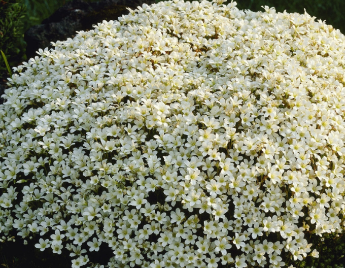 Lomikameň ’Saxony White’
