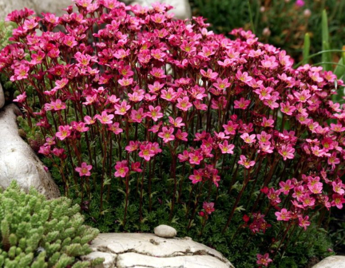 Lomikameň ’Highlander Red’