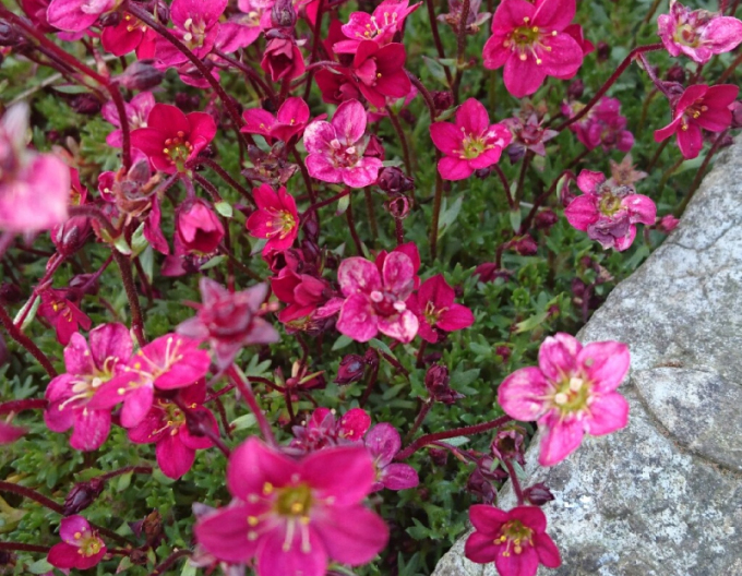 Lomikameň ’Saxony Red’