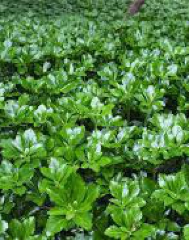 Pachysandra vrcholová ´Green Sheen´