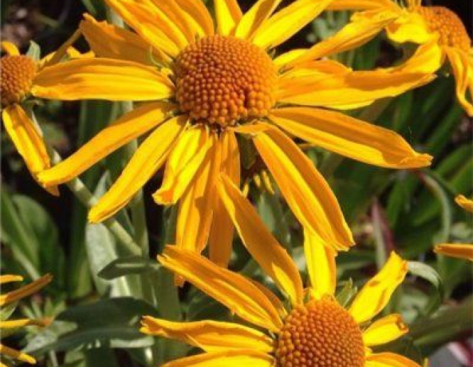 Helénium hoopesii