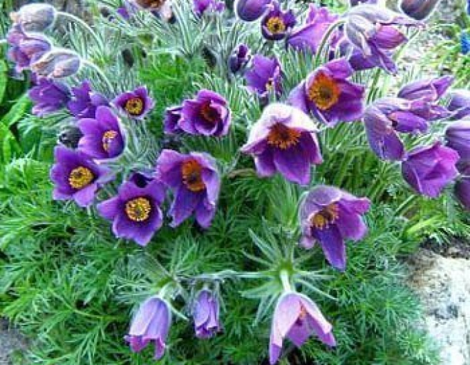 Poniklec obyčajný ´Violet´ 1L