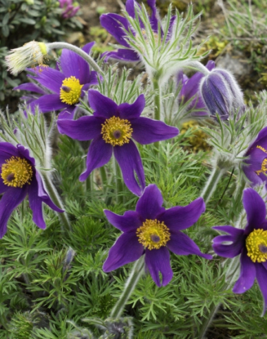 Poniklec obyčajný ´Violet´ 1L