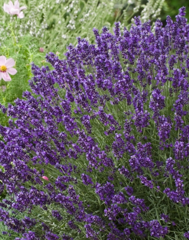 Levanduľa ‘Hidcote Blue’