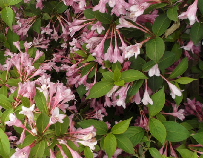 Vajgélia kvetnatá ’Pink Princess’