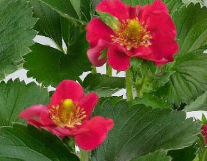 Jahoda ´Ariba Red´ stálorodiaca