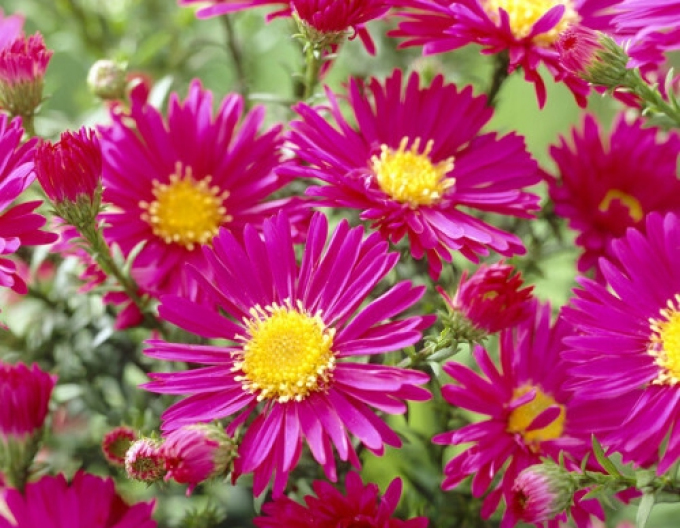 Astra novi-belgii´Crimson Brocade´