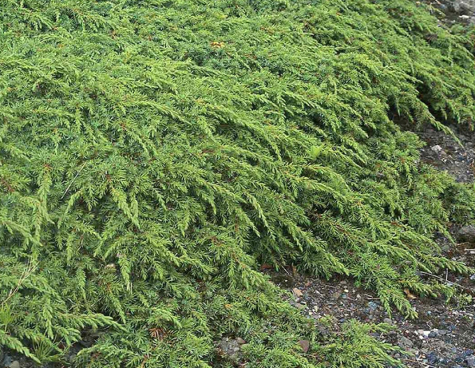 Borievka obyčajná "Green Carpet"