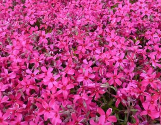 Flox šidlolistý ´Atropurpurea´