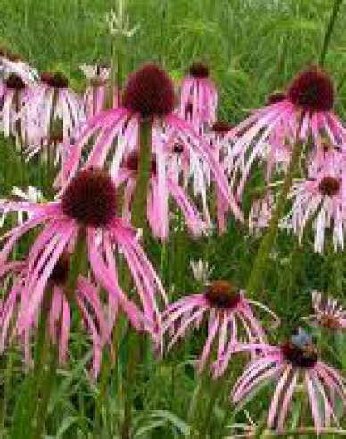 Echinacea ´Pallida´