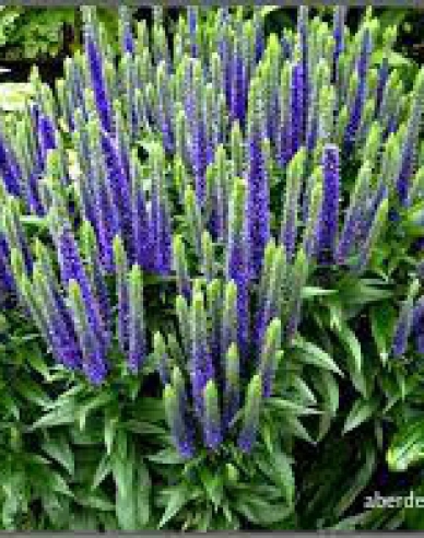 Veronika klasnatá  ´Blue´