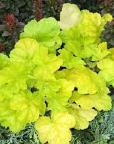 Heuchera ´World Caffe Romano´