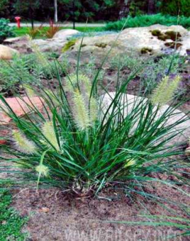 Perovec ’Little Bunny’