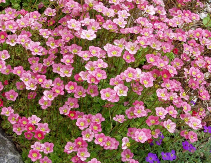 Lomikameň  ´Elf Rose´