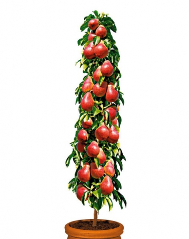 Hruška stĺpová ´Decora´, podp. Dula, kont. 5l