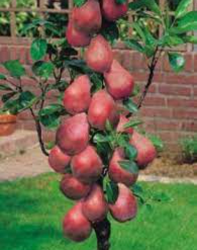 Hruška stĺpová ´Decora´, podp. Dula, kont. 5l