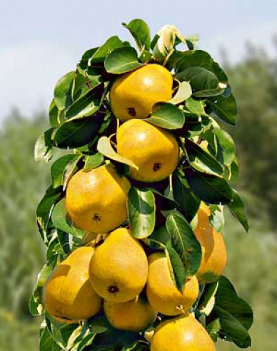 Hruška stĺpová ´Saphira´, podp. Dula, kont. 2l