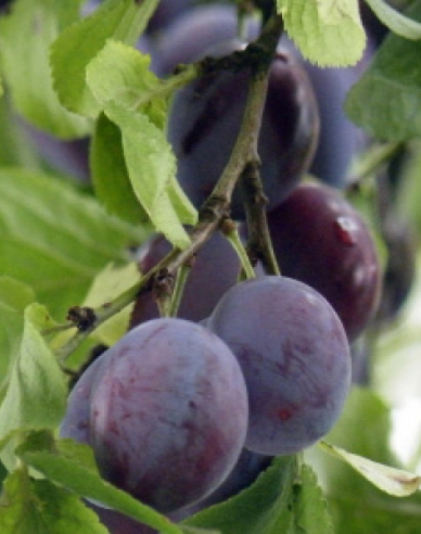 Slivka stĺpová ´Fruca´, podp. Myrobalán, kont. 5l