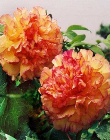 Pivonka krovitá - Oranžová