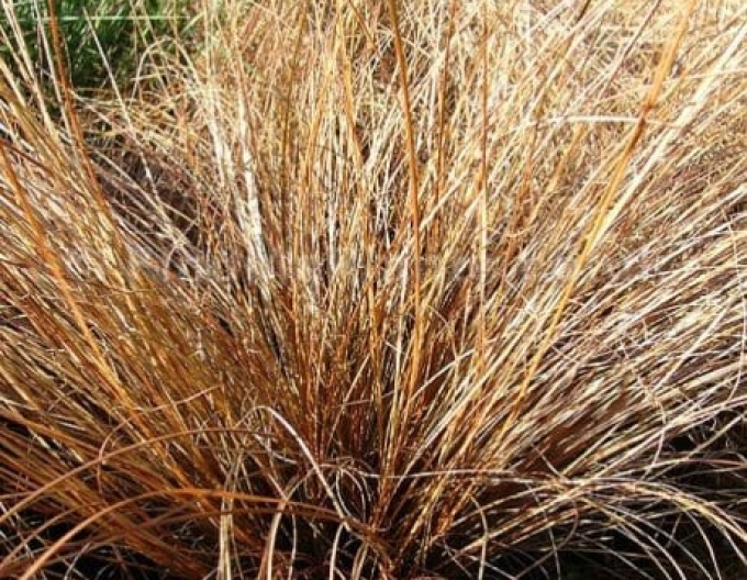 Ostrica ´Bronze Perfection´