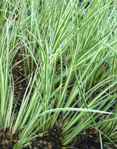 Puškvorec trávolistý ´Argenteostriatus´