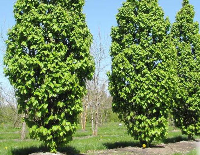Hrab obyčajný ´Monumentalis´
