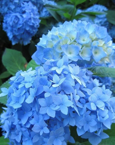 Hortenzia veľkolistá "Nikko Blue"