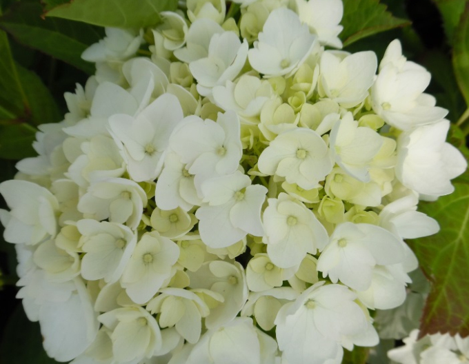 Hortenzia veľkolistá "Soeur Therese"