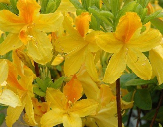 Azalka japonská ´Goldtopas´