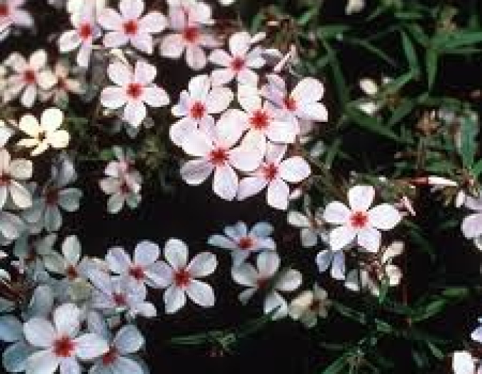 Flox lesný ´Chattahoochee´