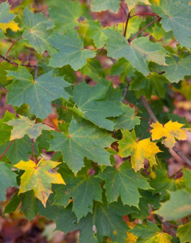 Javor mliečny ´Globosum´