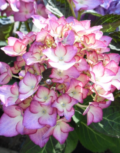 Hortenzia kalinolistá ´Adula´