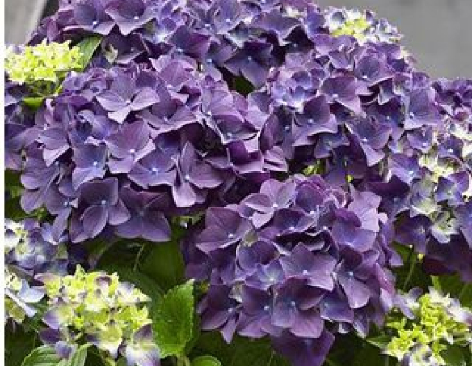 Hortenzia kalinolistá ´Baladia Purple´