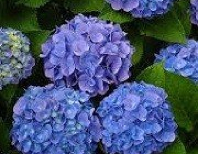Hortenzia kalinolistá ´Early Blue´