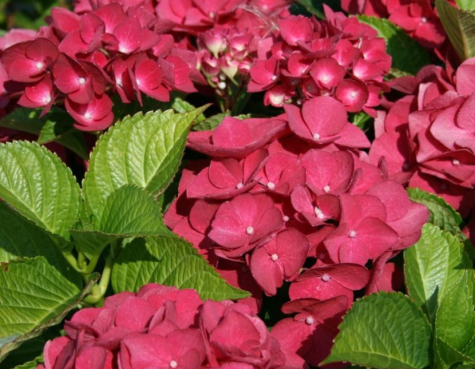 Hortenzia kalinolistá ´Red Baron´