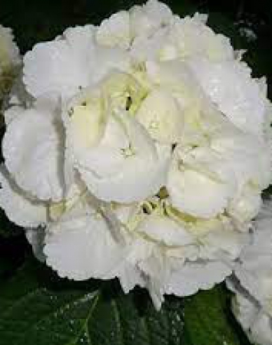 Hortenzia kalinolistá ´Snowball´