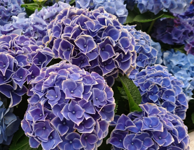 Hortenzia kalinolistá ´Tivoli Blue´