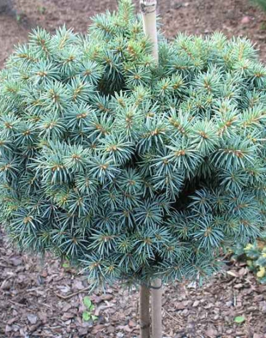 Smrek pichľavý ´Pali´ na kmienku