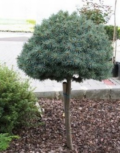 Smrek pichľavý ´Pali´ na kmienku