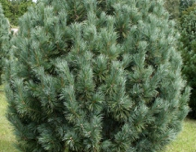 Borovica Limbová ´Compacta Glauca´