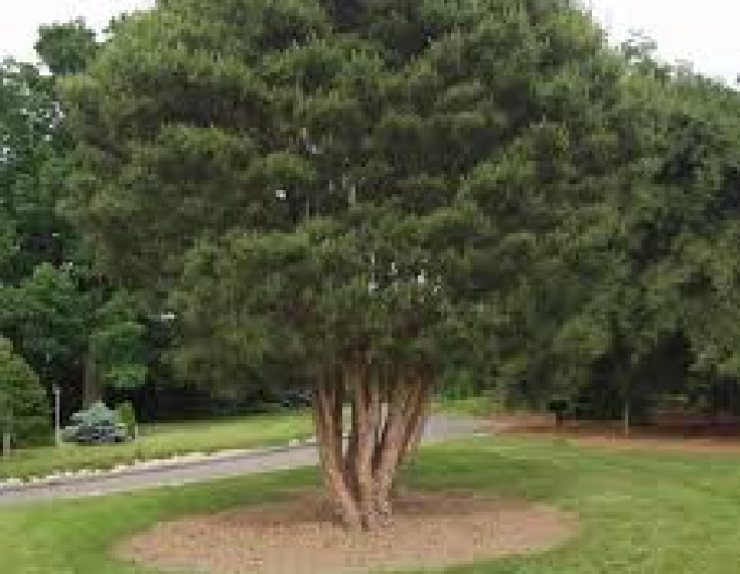 Borovica hustokvetá ´Umbraculifera´