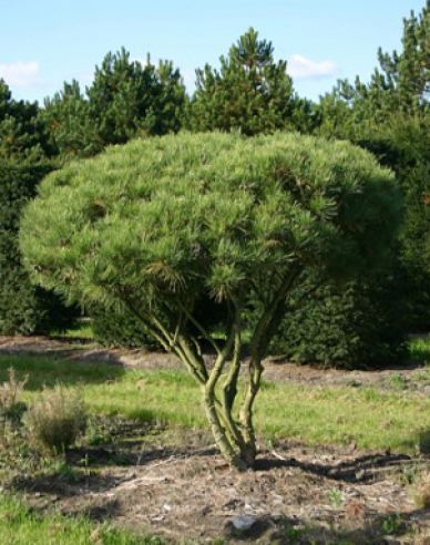 Borovica hustokvetá ´Umbraculifera´