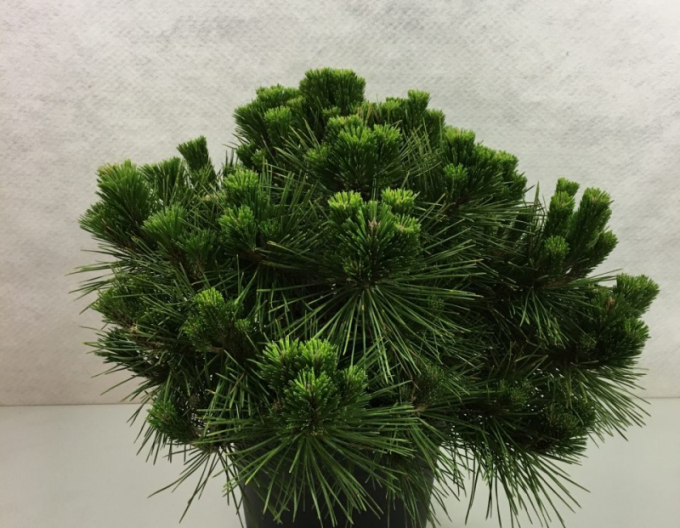 Borovica thunbergová ´Maijima´